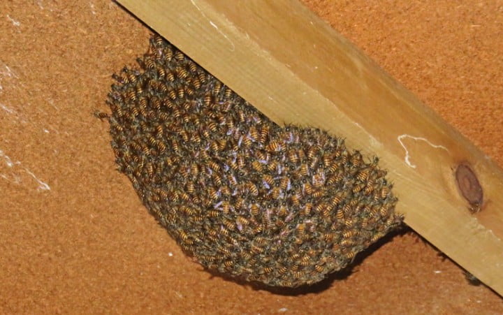 news-2022-2-3-asian-honey-bee-swarm